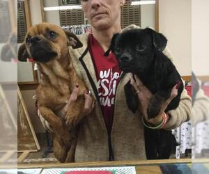 Chug Dogs for adoption in Martinsburg, WV, USA
