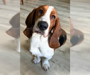Basset Hound Dogs for adoption in Deepwater, NJ, USA