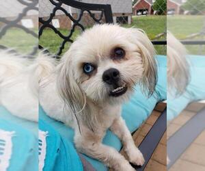 Shih Tzu Dogs for adoption in Scottsboro, AL, USA
