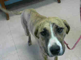 Catahoula Leopard Dog Dogs for adoption in Lufkin, TX, USA