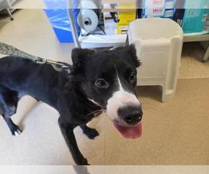 Mutt Dogs for adoption in San Clemente, CA, USA