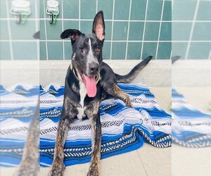 German Shepherd Dog Dogs for adoption in Rancho Cucamonga, CA, USA