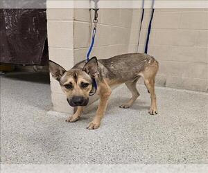 German Shepherd Dog-Unknown Mix Dogs for adoption in Conroe, TX, USA