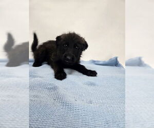 Mutt Dogs for adoption in Sebec, ME, USA