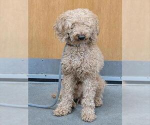 Poodle (Miniature) Dogs for adoption in Forestville, MD, USA