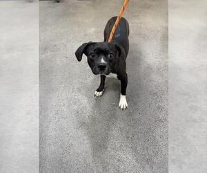 Chihuahua Dogs for adoption in Forestville, MD, USA