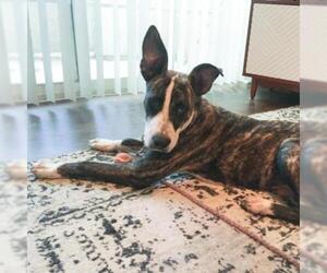 Pharaoh Hound Dogs for adoption in Austin, TX, USA