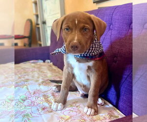 Labrador Retriever-Unknown Mix Dogs for adoption in Rockaway, NJ, USA
