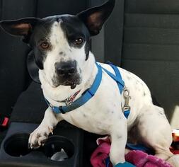 Dorgi Dogs for adoption in Houston, TX, USA
