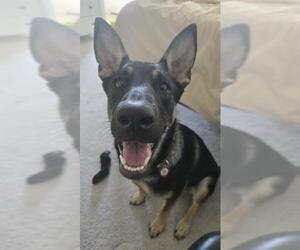 Medium Photo #1 German Shepherd Dog-Unknown Mix Puppy For Sale in San Antonio, TX, USA