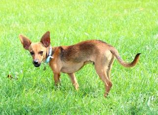 Chiweenie Dogs for adoption in Belleville, MI, USA
