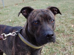 Bullboxer Pit Dogs for adoption in Richmond, IN, USA