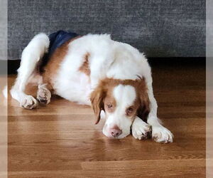 Brittany Dogs for adoption in Curwensville, PA, USA
