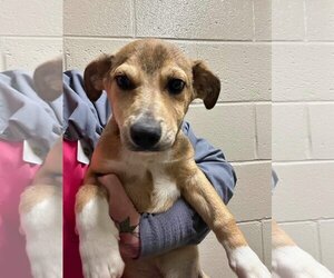 Chiweenie Dogs for adoption in SHERBURNE, NY, USA