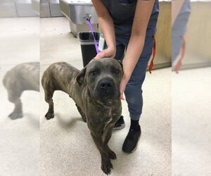 Mastiff-Unknown Mix Dogs for adoption in Riverside, CA, USA
