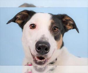 Border Collie-Treeing Walker Coonhound Mix Dogs for adoption in Fort Collins, CO, USA