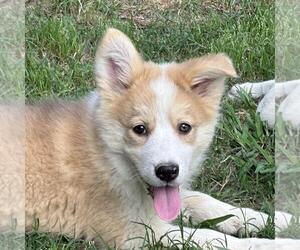 Huskies -Unknown Mix Dogs for adoption in Yardley, PA, USA
