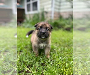 German Shepherd Dog-Huskies Mix Dogs for adoption in OKLAHOMA CITY, OK, USA