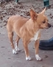 Medium Photo #1 Chihuahua Puppy For Sale in Von Ormy, TX, USA