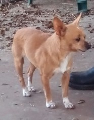 Chihuahua Dogs for adoption in Von Ormy, TX, USA