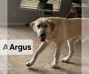 Anatolian Shepherd-Great Pyrenees Mix Dogs for adoption in Aurora, IN, USA