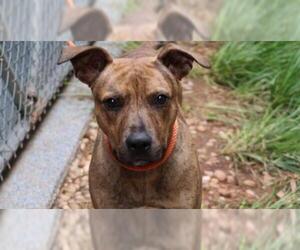 Plott Hound Dogs for adoption in Charlotte, NC, USA