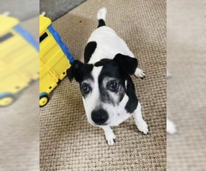 Jack Russell Terrier-Unknown Mix Dogs for adoption in Redding, CA, USA