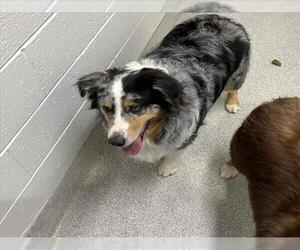 Australian Shepherd Dogs for adoption in Fort Collins, CO, USA