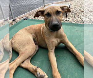 Mutt Dogs for adoption in Sterling, MA, USA