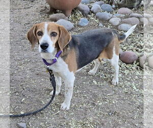 Beagle Dogs for adoption in Tucson, AZ, USA