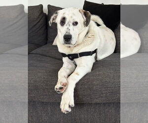 Great Pyrenees-Unknown Mix Dogs for adoption in Brewster, NY, USA