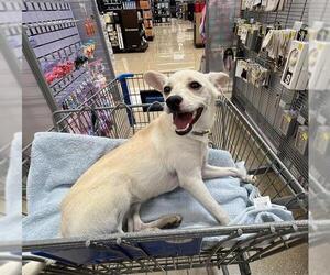 Chihuahua-Unknown Mix Dogs for adoption in San Antonio, TX, USA