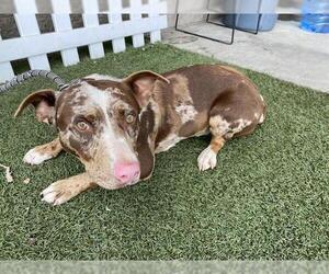 Dachshund-Unknown Mix Dogs for adoption in Modesto, CA, USA