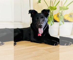 Golden Labrador Dogs for adoption in San Diego, CA, USA