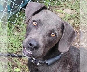 Blue Lacy-Labrador Retriever Mix Dogs for adoption in Anniston, AL, USA