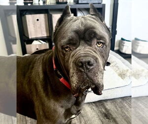 Mutt Dogs for adoption in Goodyear, AZ, USA