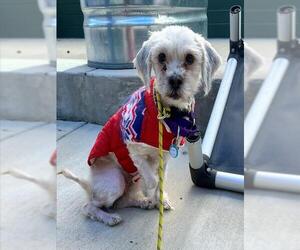 Maltese-Unknown Mix Dogs for adoption in Waterford, VA, USA