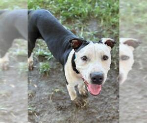 American Pit Bull Terrier Dogs for adoption in Riverside, CA, USA