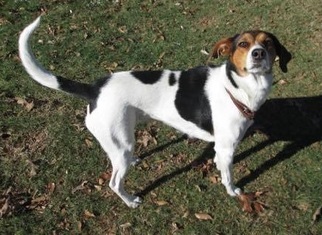 View Ad English Foxhound Treeing Walker Coonhound Mix Dog For Adoption Near Alabama Attalka Usa Adn