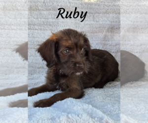 Mutt Dogs for adoption in Phelan, CA, USA