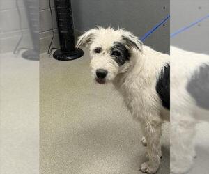Border Collie-Unknown Mix Dogs for adoption in Las Vegas, NV, USA