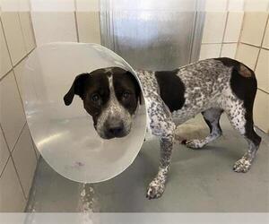 German Shorthaired Pointer-Pointer Mix Dogs for adoption in Corpus Christi, TX, USA
