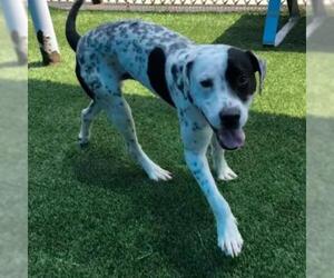 Dalmatian Dogs for adoption in Dallas, TX, USA