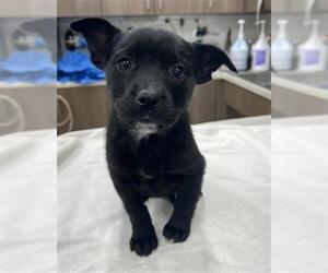 Border Collie-Unknown Mix Dogs for adoption in Baytown, TX, USA