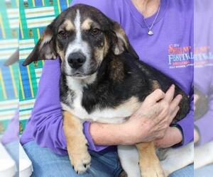 Doxle Dogs for adoption in Prattville, AL, USA