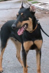 Doberman Pinscher Dogs for adoption in Milpitas, CA, USA