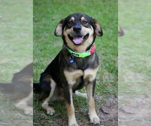 Australian Kelpie-Border Collie Mix Dogs for adoption in Natchitoches, LA, USA