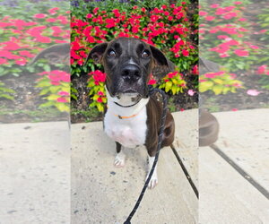 Labrador Retriever-Unknown Mix Dogs for adoption in Rockaway, NJ, USA