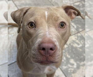 Mutt Dogs for adoption in Jefferson, WI, USA