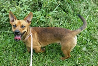 Dorgi Dogs for adoption in Missouri City, TX, USA